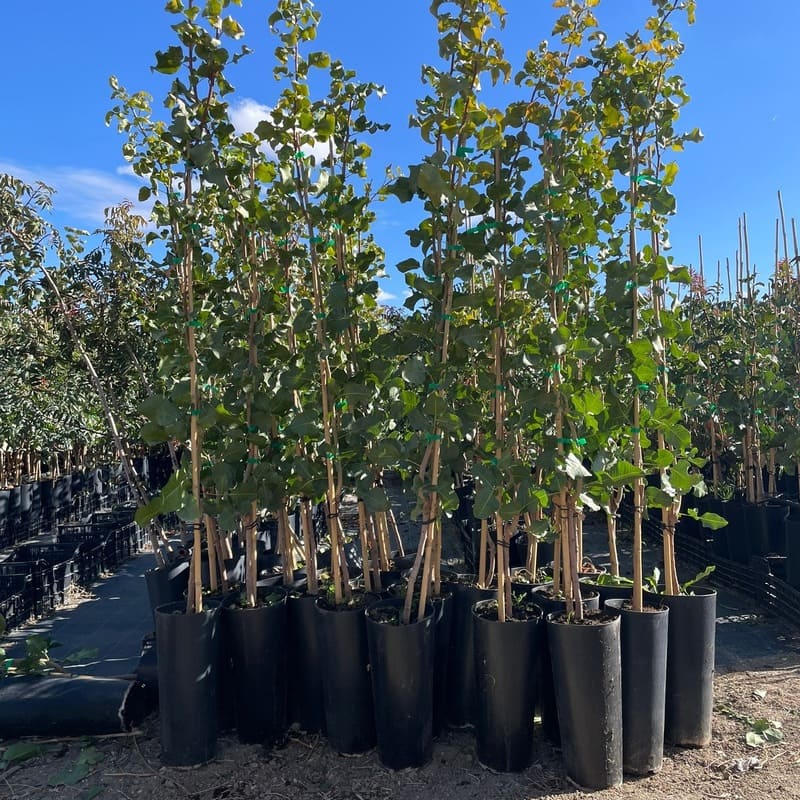 Planta de pistacho Injertadas en maceta de 7 litros