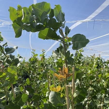 Pistachio plants price